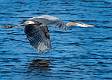 Great Blue Heron-9